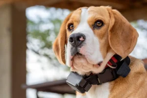 Dog Training Collars