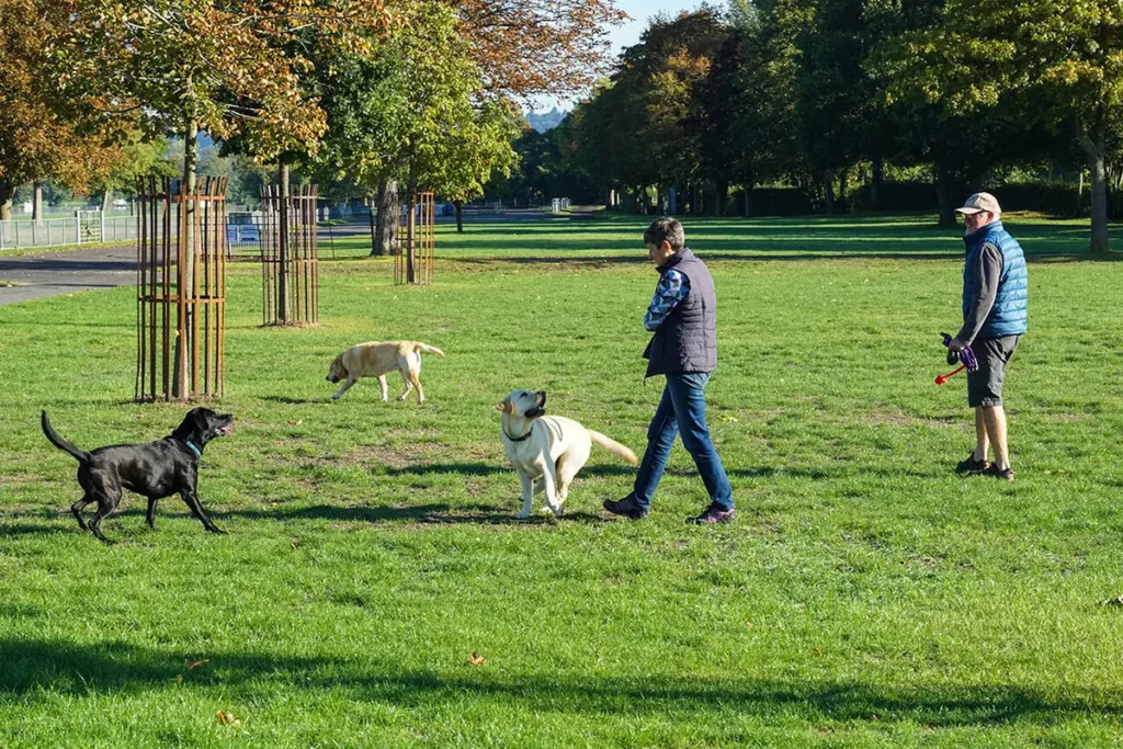 Dog Walkers