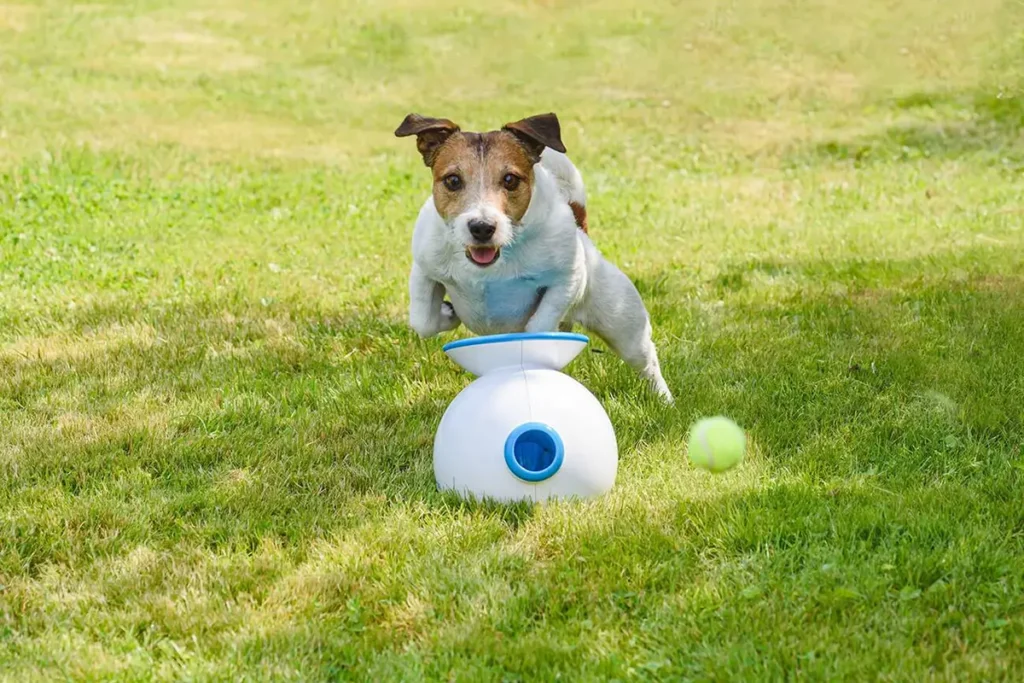 Interactive Pet Toy