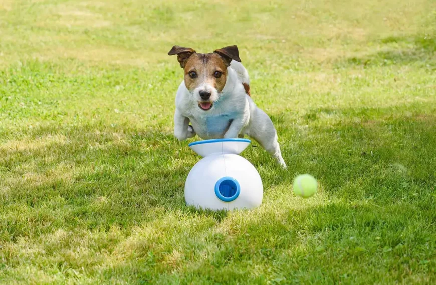 Interactive Pet Toy