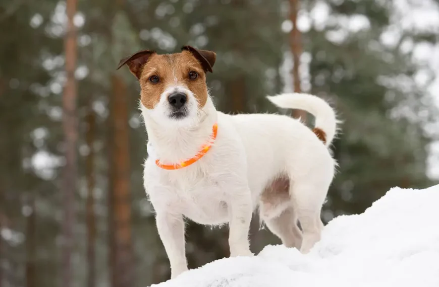 LED Collar