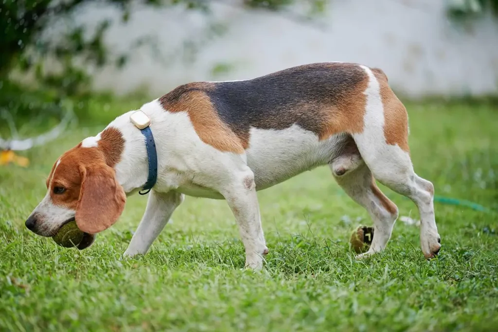 Smart Collar