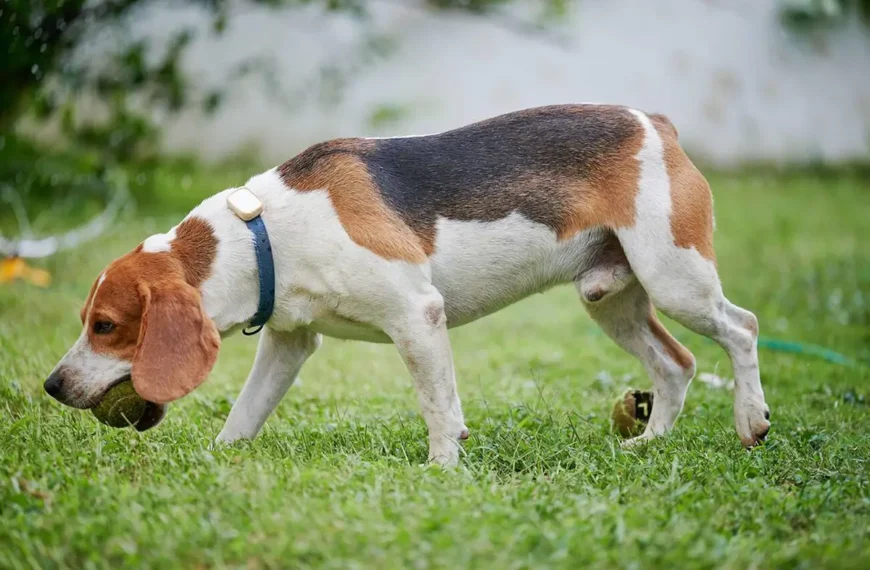 Smart Collar