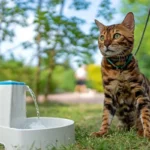 Smart Water Fountain