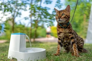 Smart Water Fountain