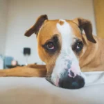pet-anxiety