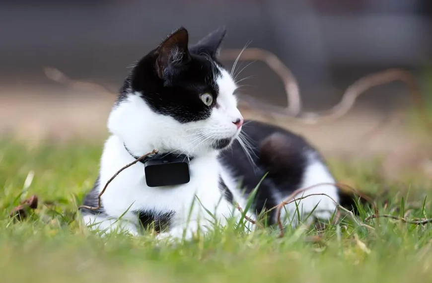 pets-gps-tracking