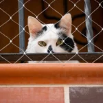 smart-pet-fence